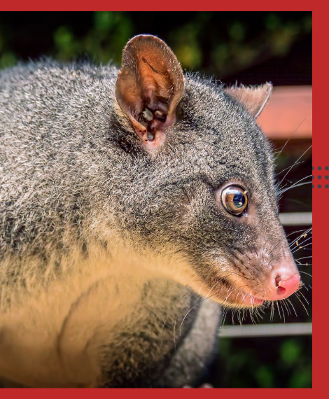 Possum Removal South Yarra